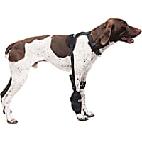 Petco dog brace shop