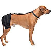 Petco leg brace hot sale