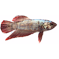 Male Red Platinum Dragon Betta