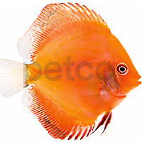 Marlboro Red Discus