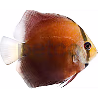 San Merah Discus