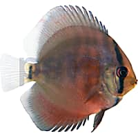 Discus fish petco 2025
