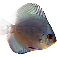 Discus Fish for Sale Petco