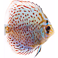 Blue Turquoise Discus