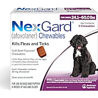 Top flea pills 2025 for dogs