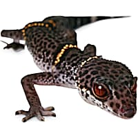 Lizards for sale at petco store