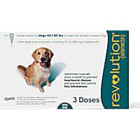 Dog Medication Heartworm Allergy Antibiotics Prescription Petco