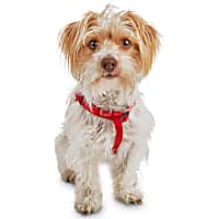 Good2Go Easy Step-In Red Comfort Dog Harness