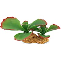 Imagitarium Succulent Terrarium Decor