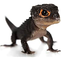 Live reptiles for cheap sale online