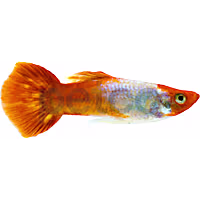 Male Kohaku Guppy
