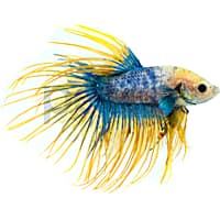 Male Lunar Flare Betta