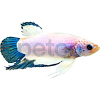 Male Blue Marble Betta