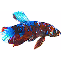 Male Galaxy Koi Betta