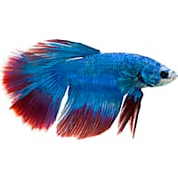 Male Stars & Stripes Betta