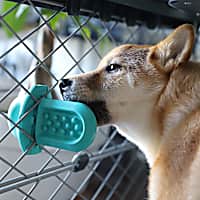 Diggs Groov Turquoise Training Aid, Calming Toy Dog Crate
