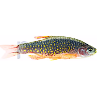 Galaxy Rasbora