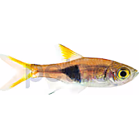 Harlequin Rasbora