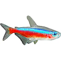 Cardinal Tetra