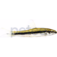 Flying Fox Algae Eater