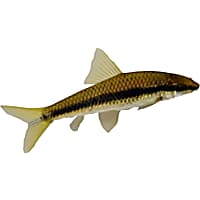 Pleco fish petco cheap