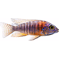 Blue Peacock Cichlid