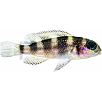 Five-Bar Cichlid