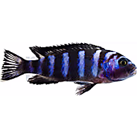 Demasoni Cichlid