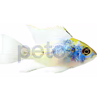 Electric Blue Ram Cichlid