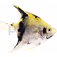 Tricolor Angelfish