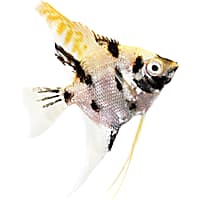 Angelfish at petsmart on sale