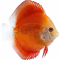 Red Melon Discus