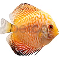 Discus Fish for Sale Petco