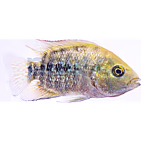 Flowerhorn Cichlid