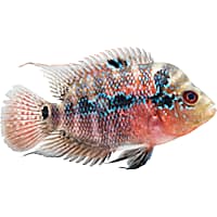 Petco oscar fish sales