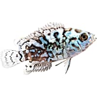 Mosquito online fish petco