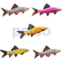 Assorted GloFish Shark 5-Pack