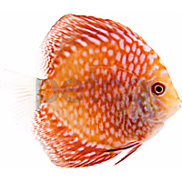 Pigeon Blood Discus