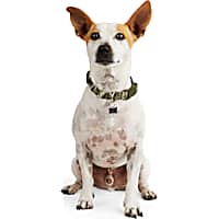 YOULY The Legend Camo Print Dog Collar