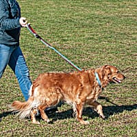 FurHaven Sea Breeze Stripe Easy-Tether Reflective Bungee Dog Leash