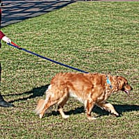 FurHaven Classic Navy Easy-Tether Reflective Bungee Dog Leash