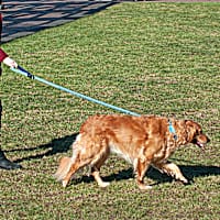 FurHaven Light Denim Easy-Tether Reflective Bungee Dog Leash