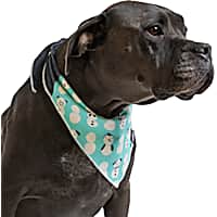 Dog Christmas Sweaters Outfits for the Holidays Petco