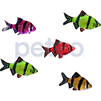 GloFish 10G Active Collection