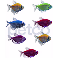 7-Pack GloFish Tetra