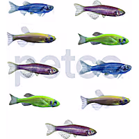 9-Pack GloFish Danio