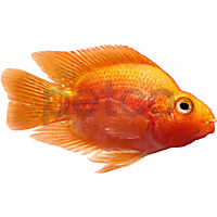 Blood Parrot Cichlid