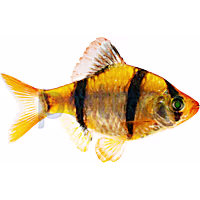 Sunburst Orange Tiger Barb