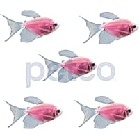 Cardinal new arrivals tetra petco