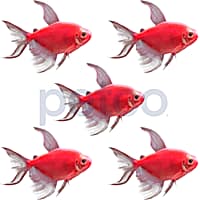 Cardinal tetra petco deals